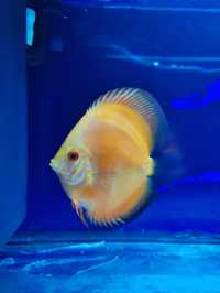 Discus Red Melons (11-12cm & 8-9cm)