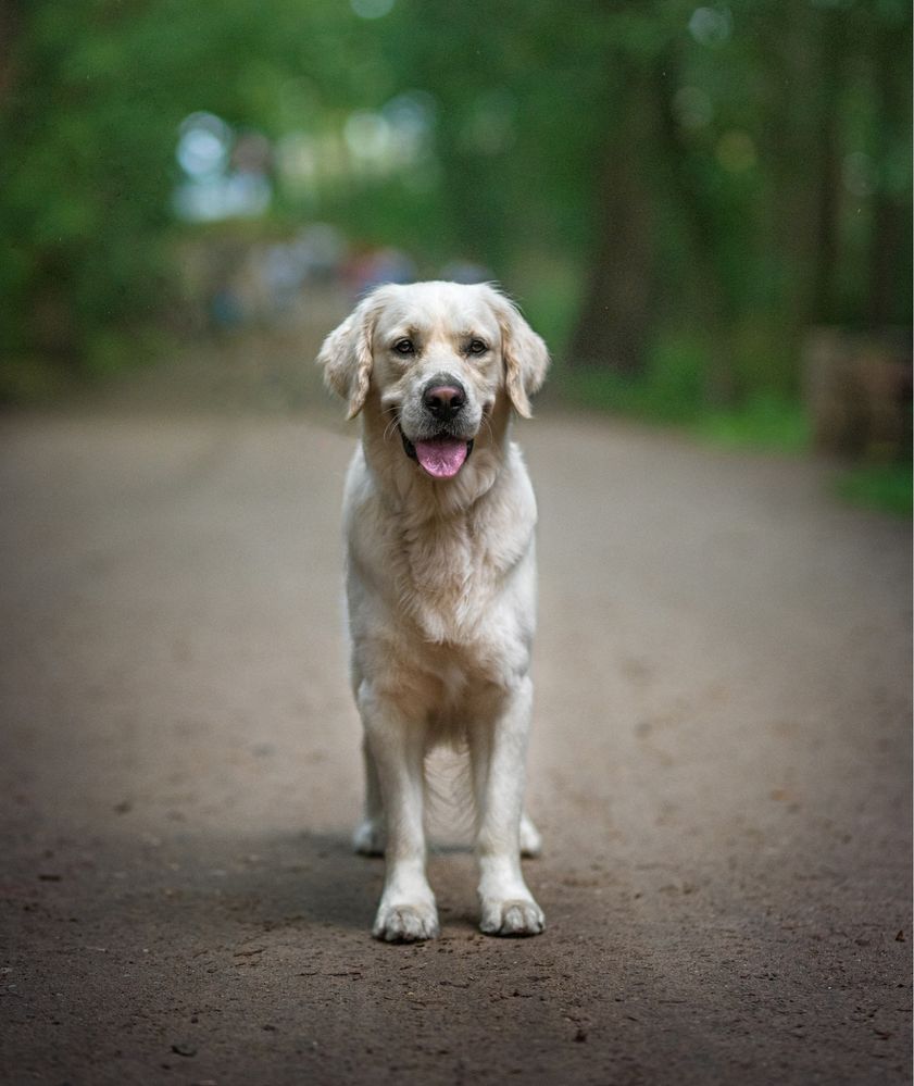 Reproduktor Golden Retriever ZKwP FCI