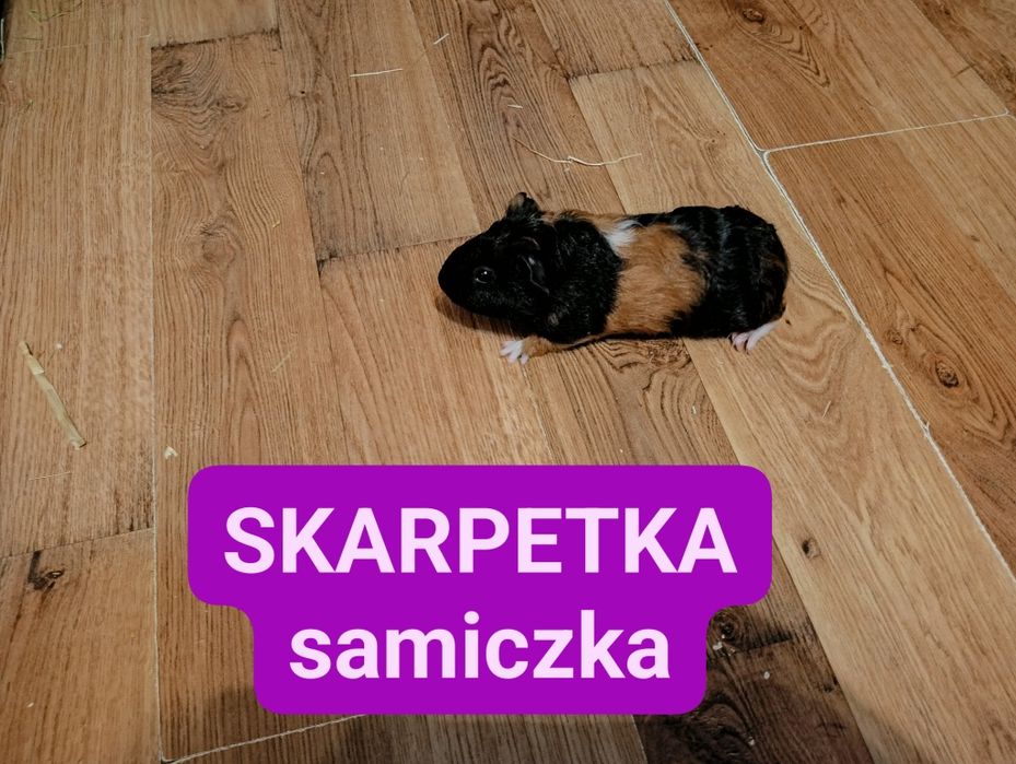 Sprzedam świnki morskie