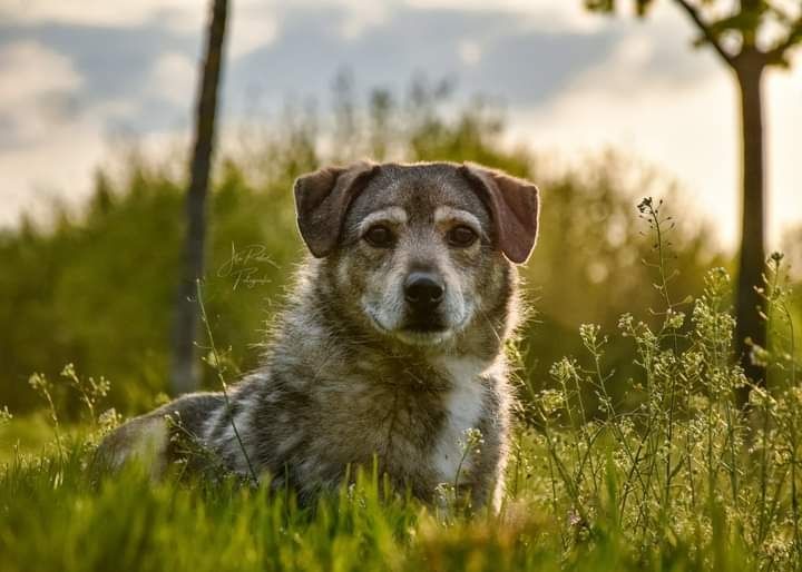 Od rocznego psiaka jest w schronisku... Kiedy znajdzie DOM?!