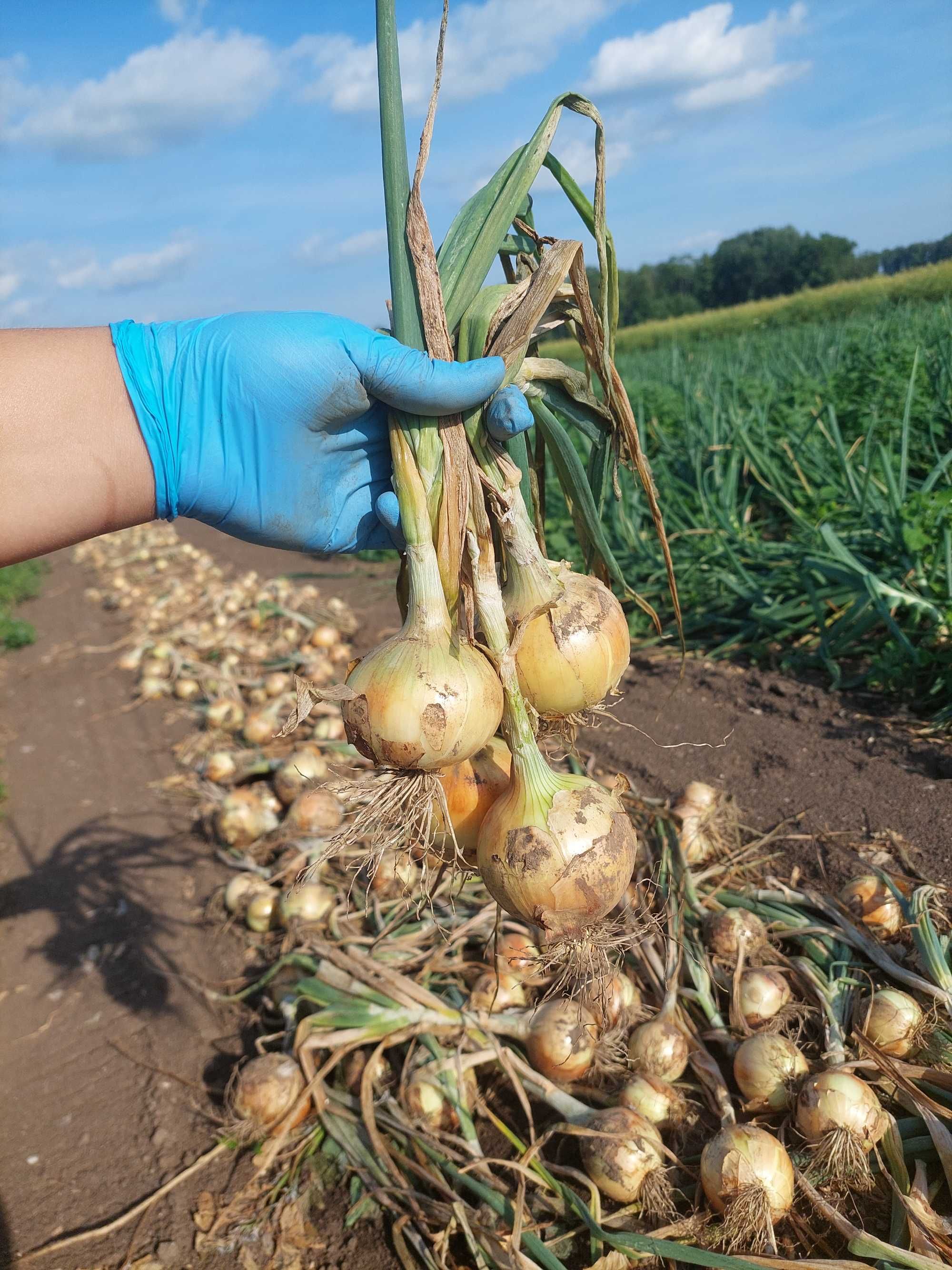 Młode ziemniaki 3kg  i młoda cebula 3kg