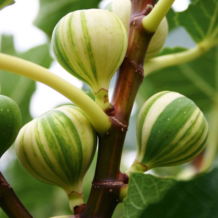 Planta FIGUEIRA TIGRADA - SUPER DOCE - Adaptada ao nosso clima