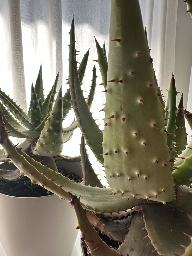 Cactos com vasos