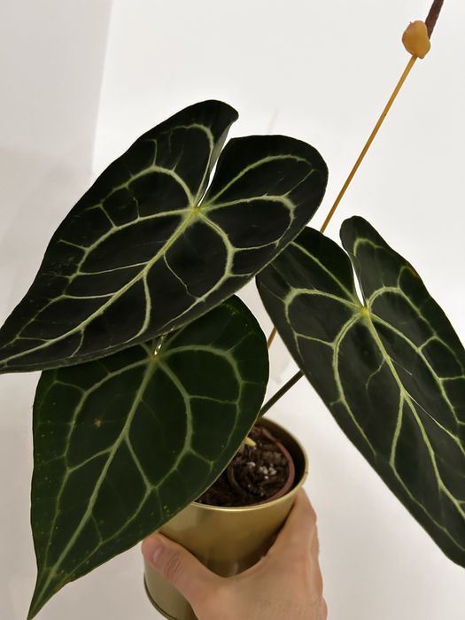 Anthurium Clarinervium e Magnificum