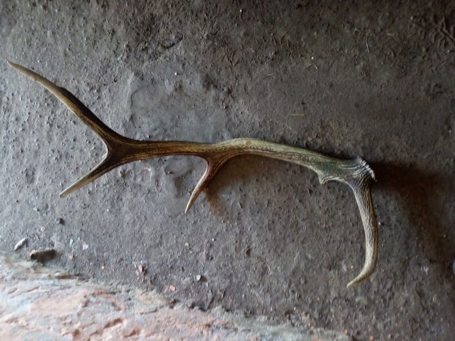 poroże do sprzedania