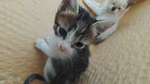 Gatos para adopção