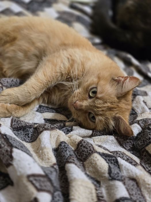 Киця в добрі ручки!