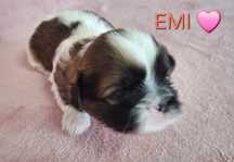 Sunia Shih-Tzu rezerwacja