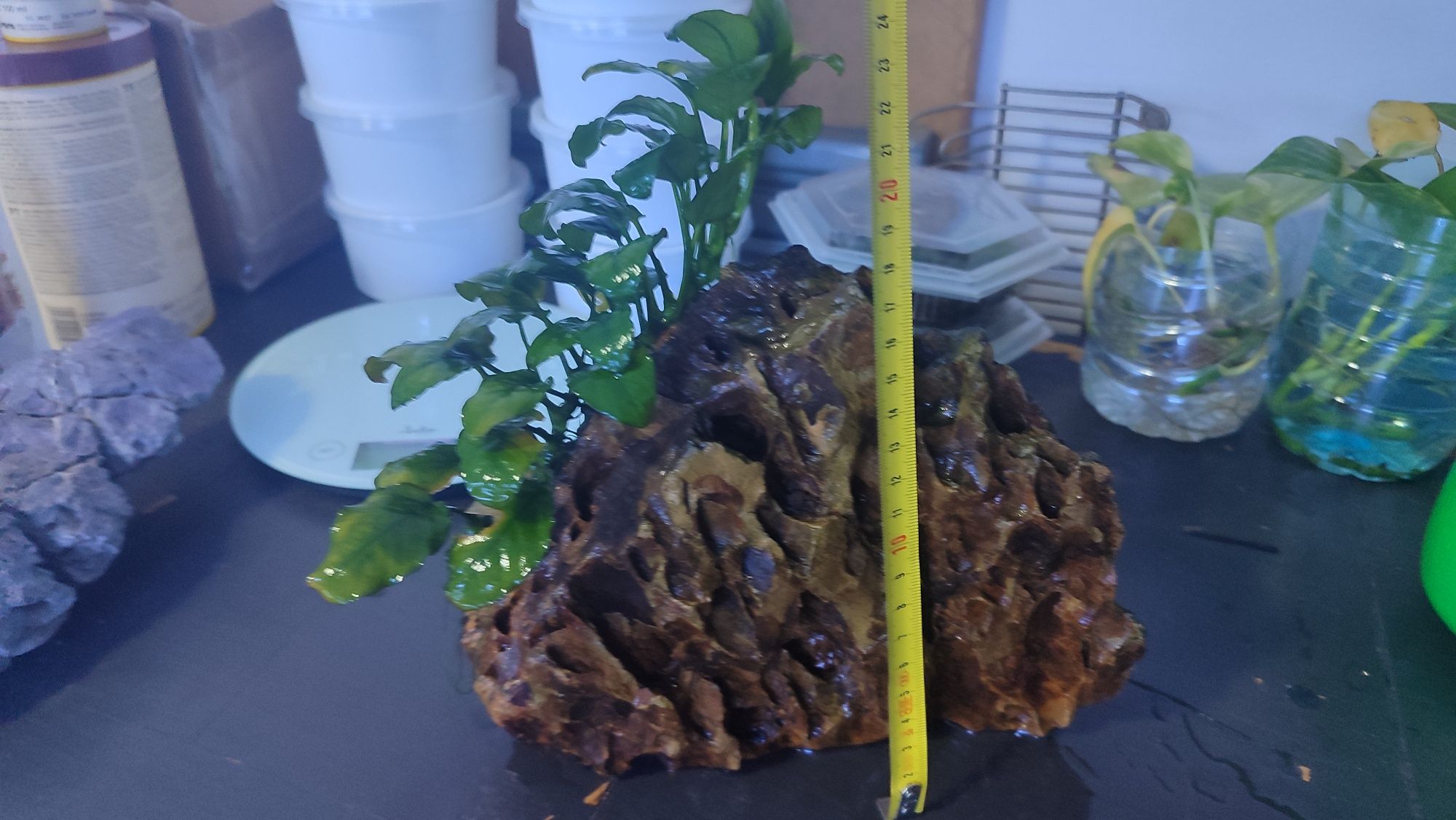 Pedra Dragonstone com Anubias