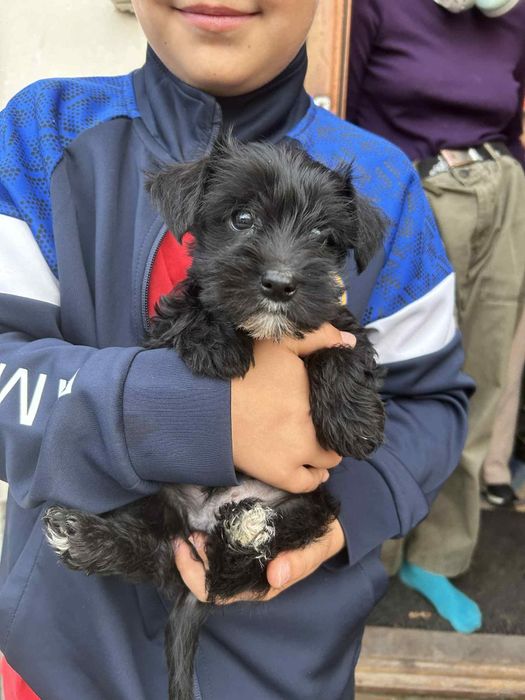 Oddam szczeniaki,  2 pieski