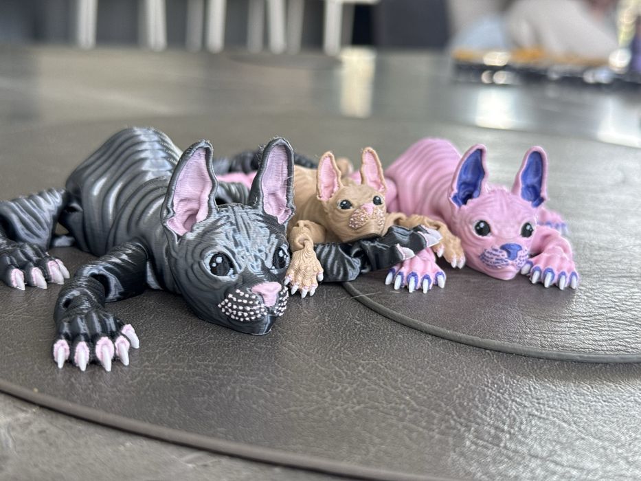 Grafitowy kot sfinks – wyjątkowy, pełen charakteru