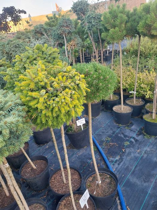 Dostawa gratis Bonsai Sosna świerk KULA SZCZEPIONA na pniu 10l