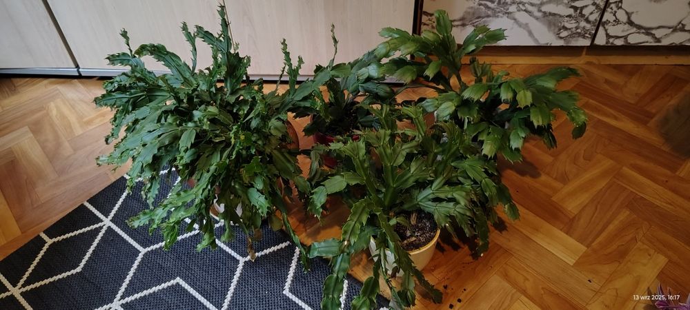 Grudniki 4 szt w trzech kolorach plus gratis trzykrotka