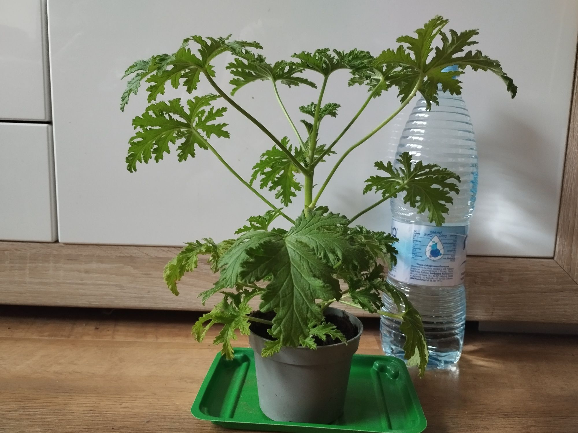 Geranium - anginka
