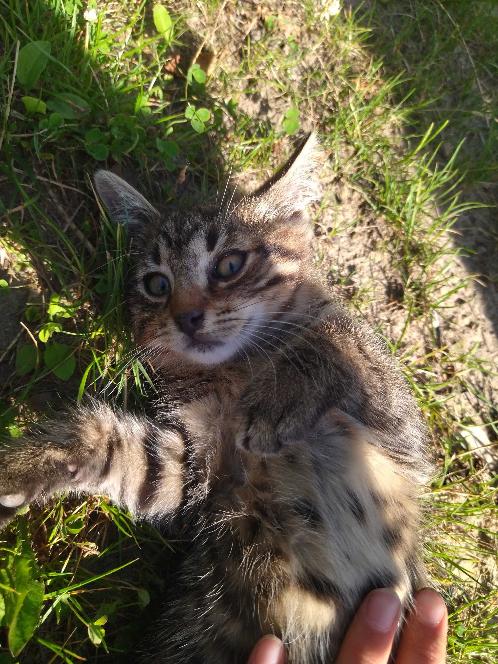 Oddam kotki w dobre ręce