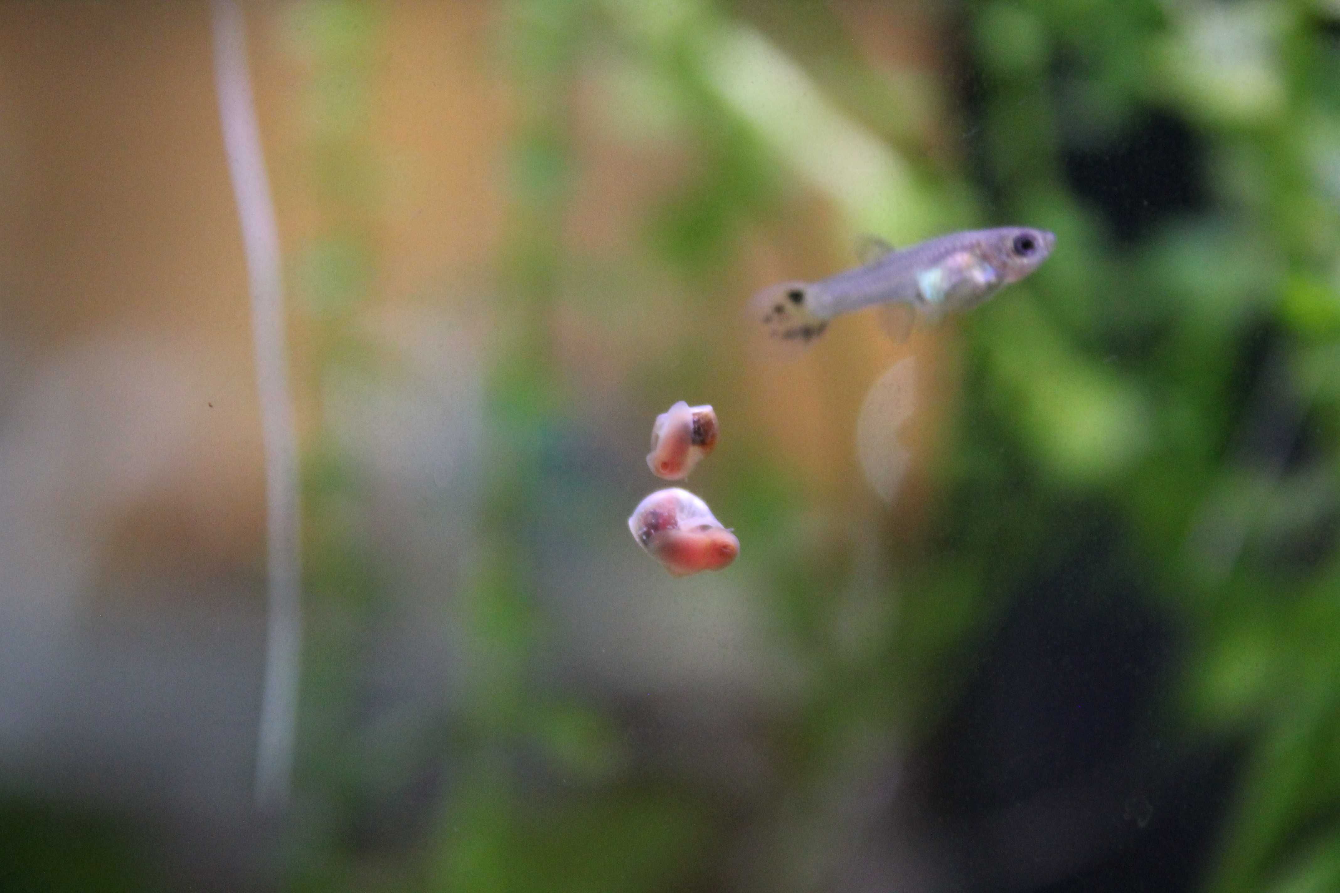 Planorbis corneus (caracóis aquáticos)