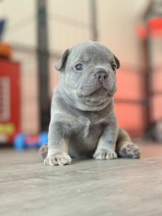Bulldog frances exotico