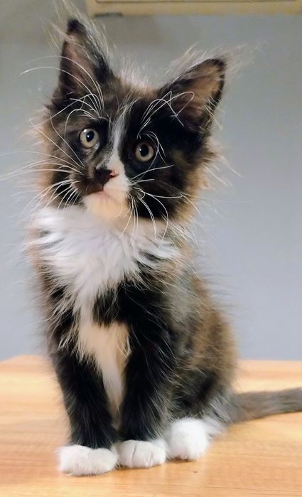 Domino uroczy chłopak Maine coon