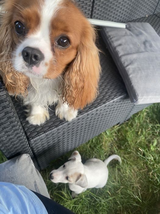 Hotel dla psów Opieka nad psem, hotel dla psa