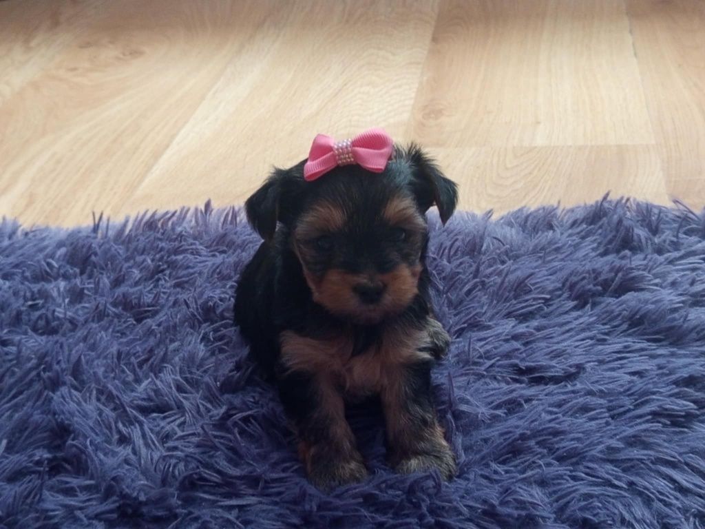 Yorkshire terrier samczyk
