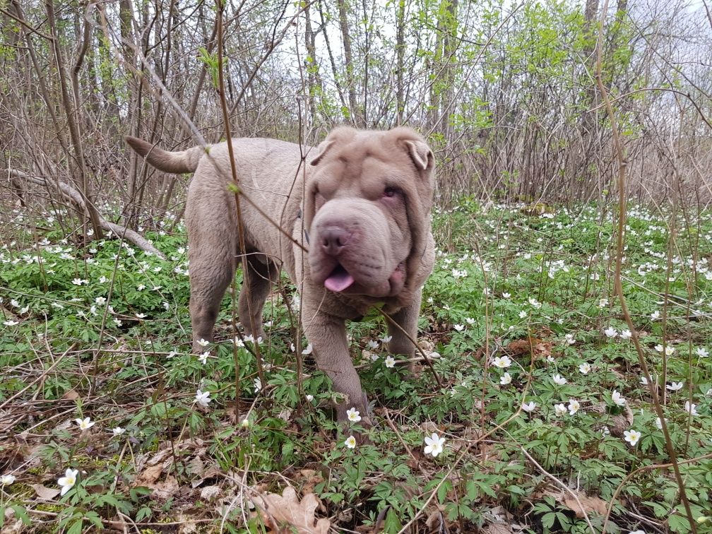 Shar pei liliowy piesek