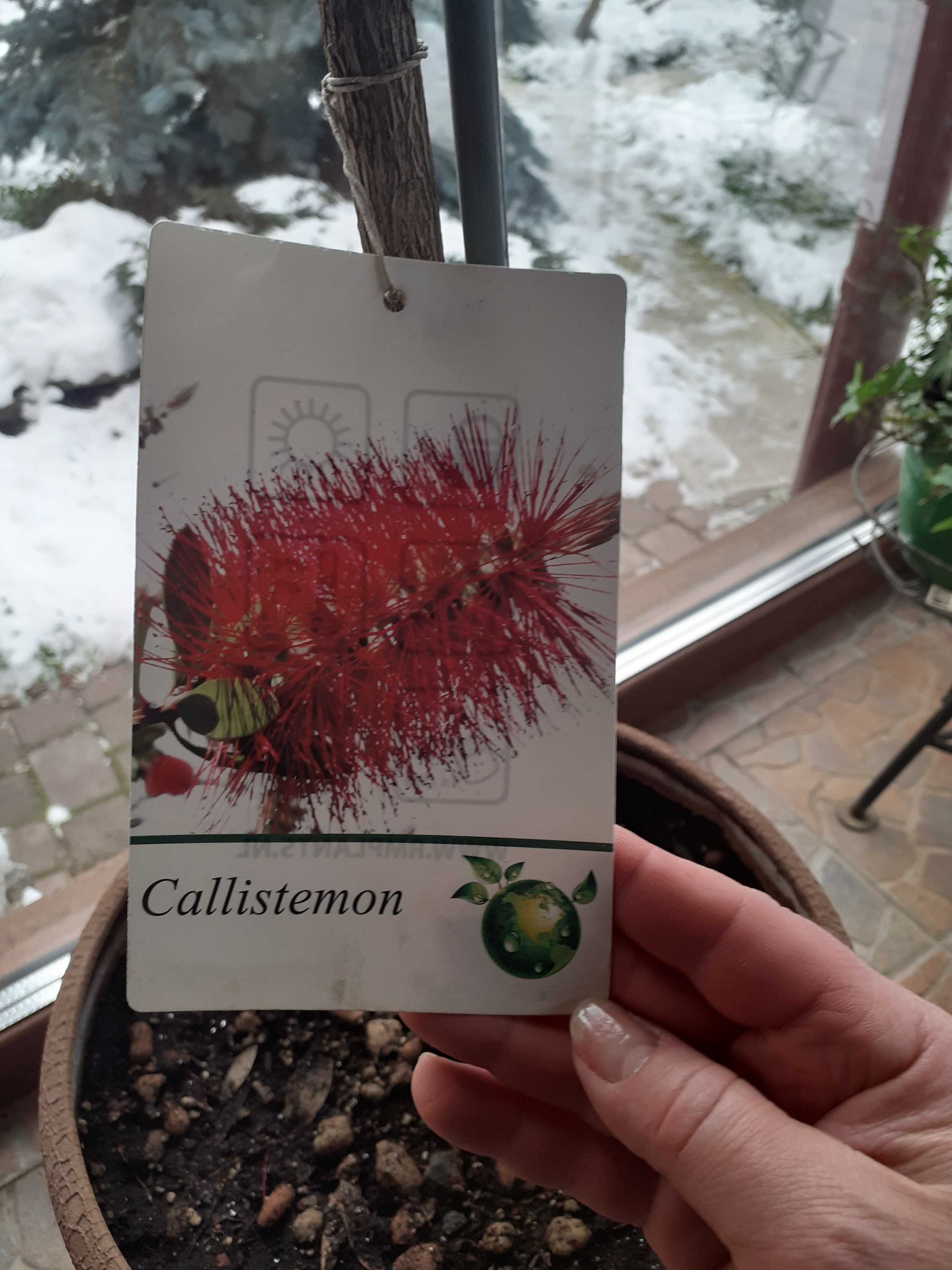 Калистемон | Callistemon