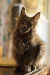 Yves niebieski solid kocurek Maine Coon