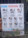 Gołębie pocztowe rodowód