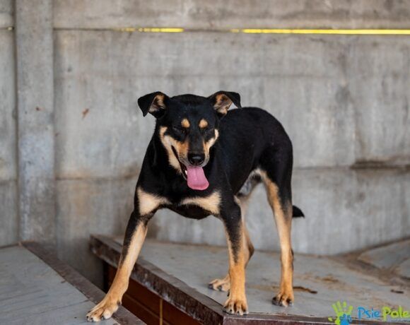 Miły, kochany piesek PABLO szuka kochającego domku!