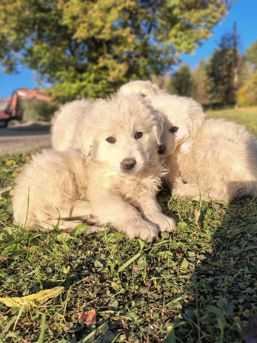 Owczarki podhalańskie szczeniaki pies suka owczarek podhalański