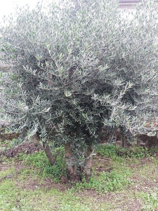 Oliveiras de boa qualidade