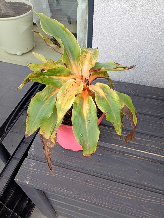 Zielistka orange pomarańczowa