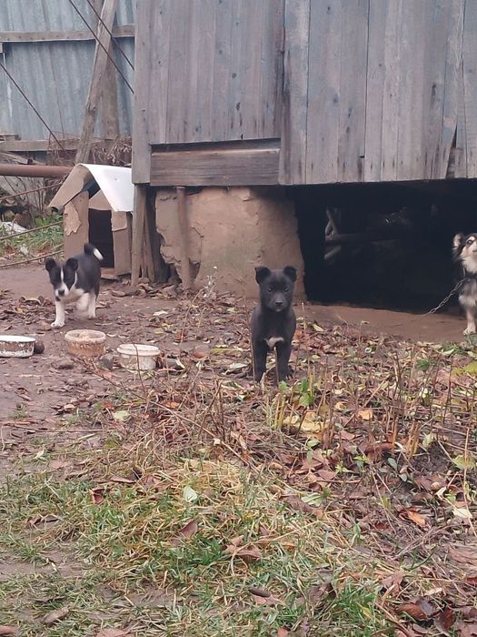 Цуценя колокольчик