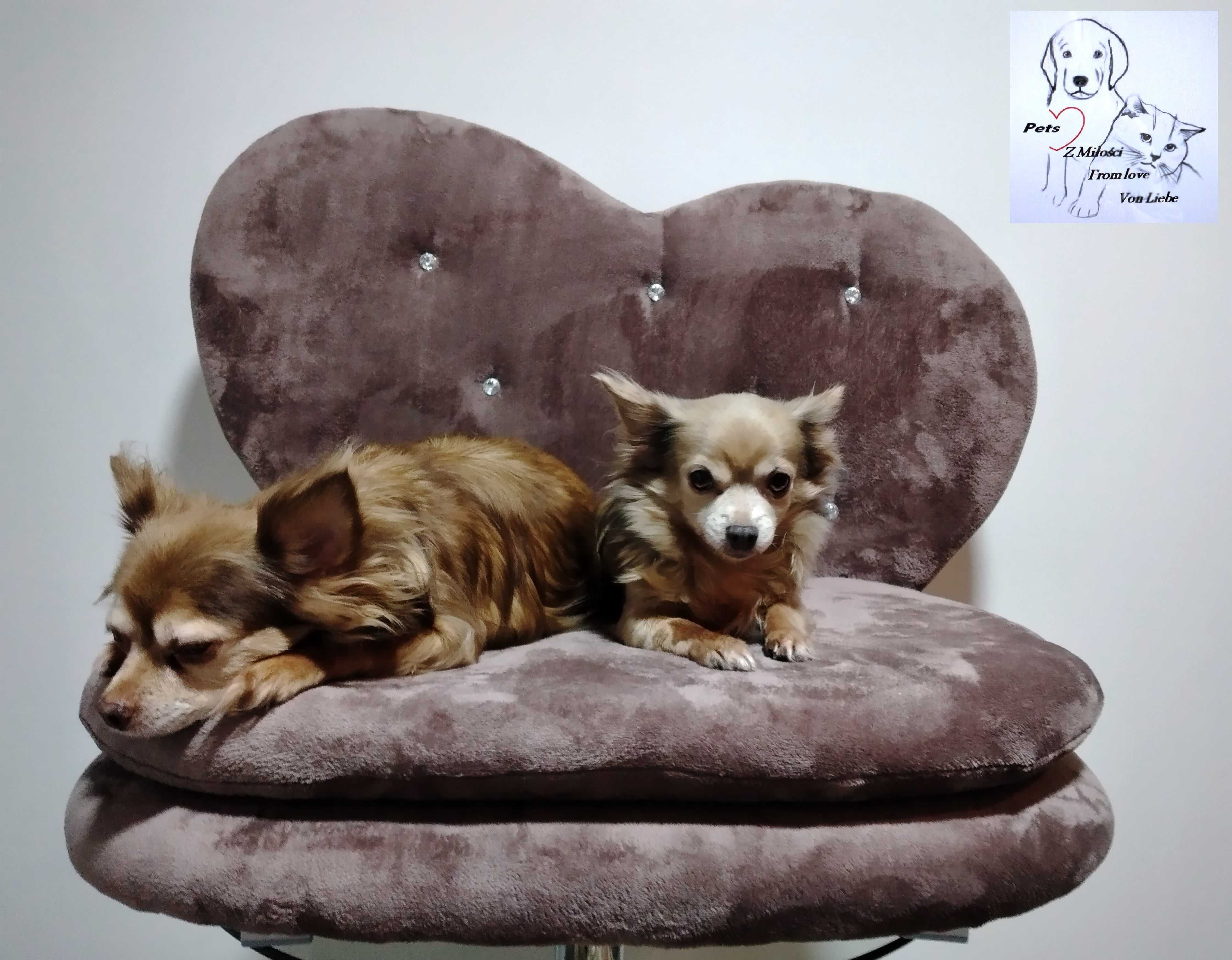 Elegancka i wygodna sofa- legowisko dla psa lub kota