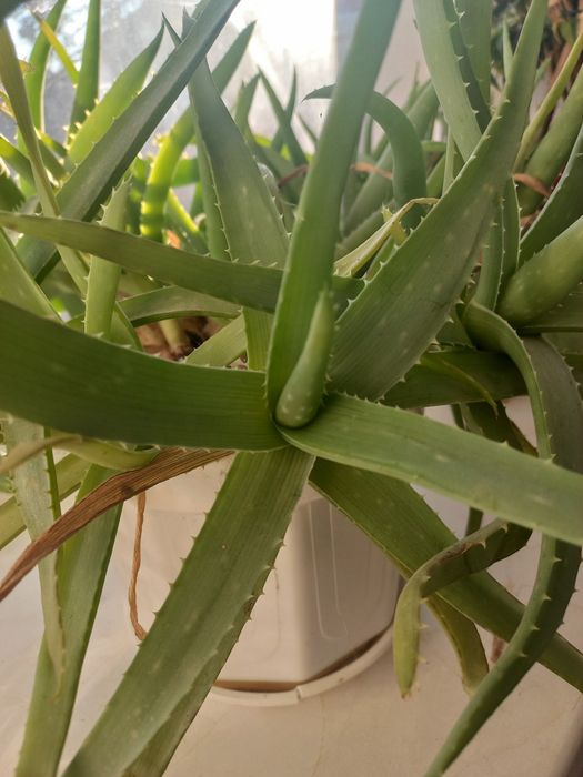 Алое, лекарственное и косметическое растение, продаю подросшие растени