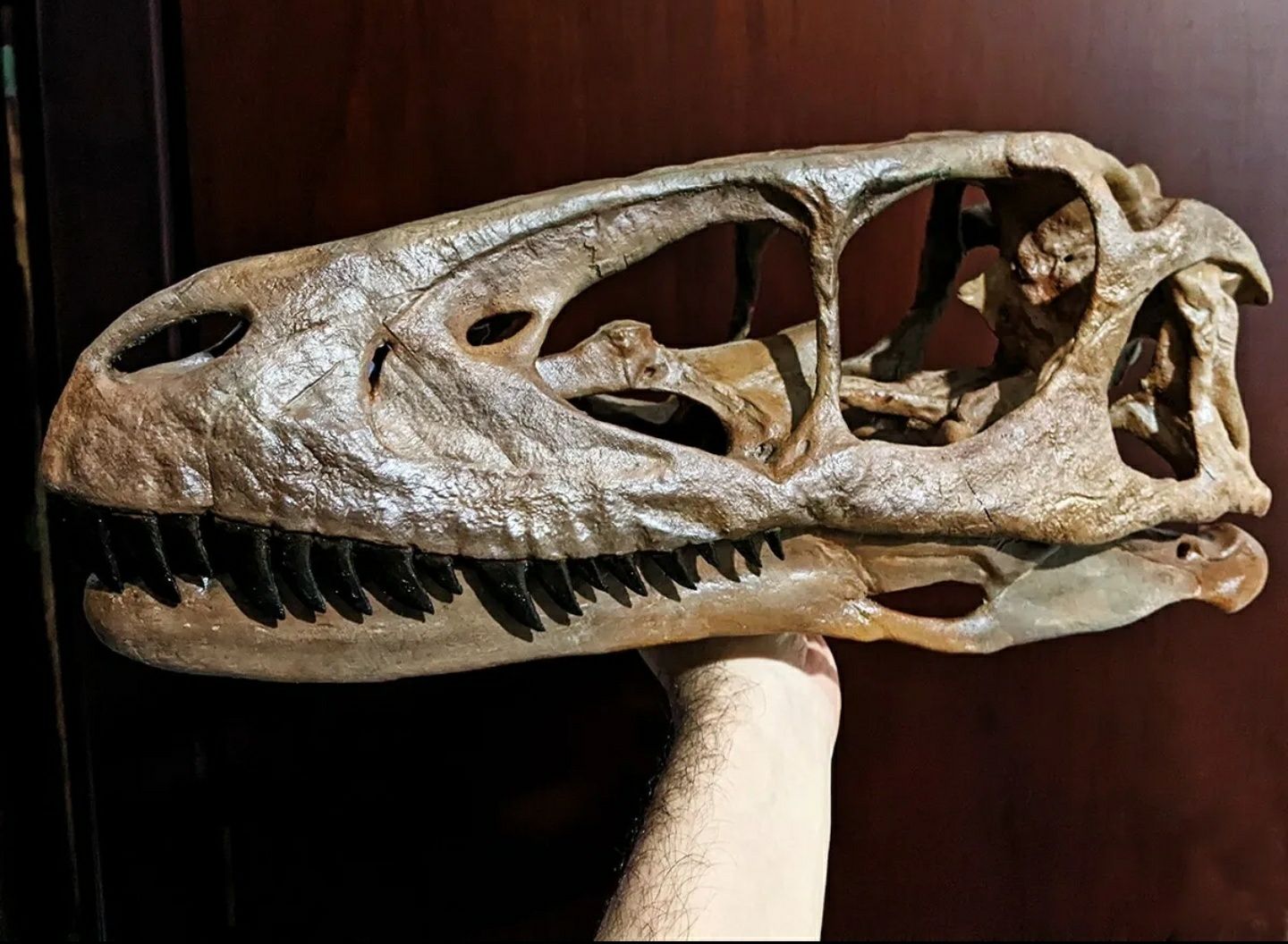 Crânio de Deinonychus Raptor Velociraptor Utahraptor
