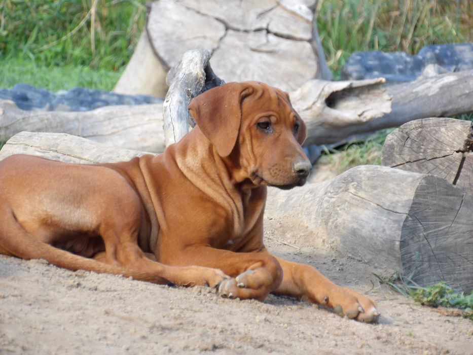Szczeniak Rhodesian Ridgeback FCI – wierny towarzysz życia
