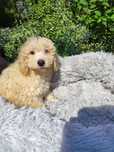 Maltipoo chłopiec Warszawa maltańczyk pudel