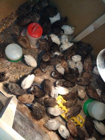 Przepiórki sprzedam