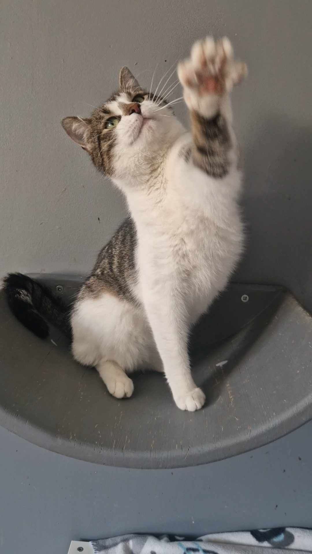 Garbek młody, kochany kocur kot do adopcji!
