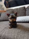 Piękna suczka Yorkshire Terrier