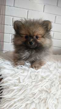 Szpic miniaturowy-Pomeranian