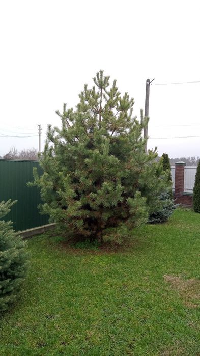 Новорічна сосна, висота 4м. Ширина 2м. Віддам даром.