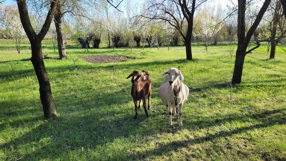 Кози нубійської породи