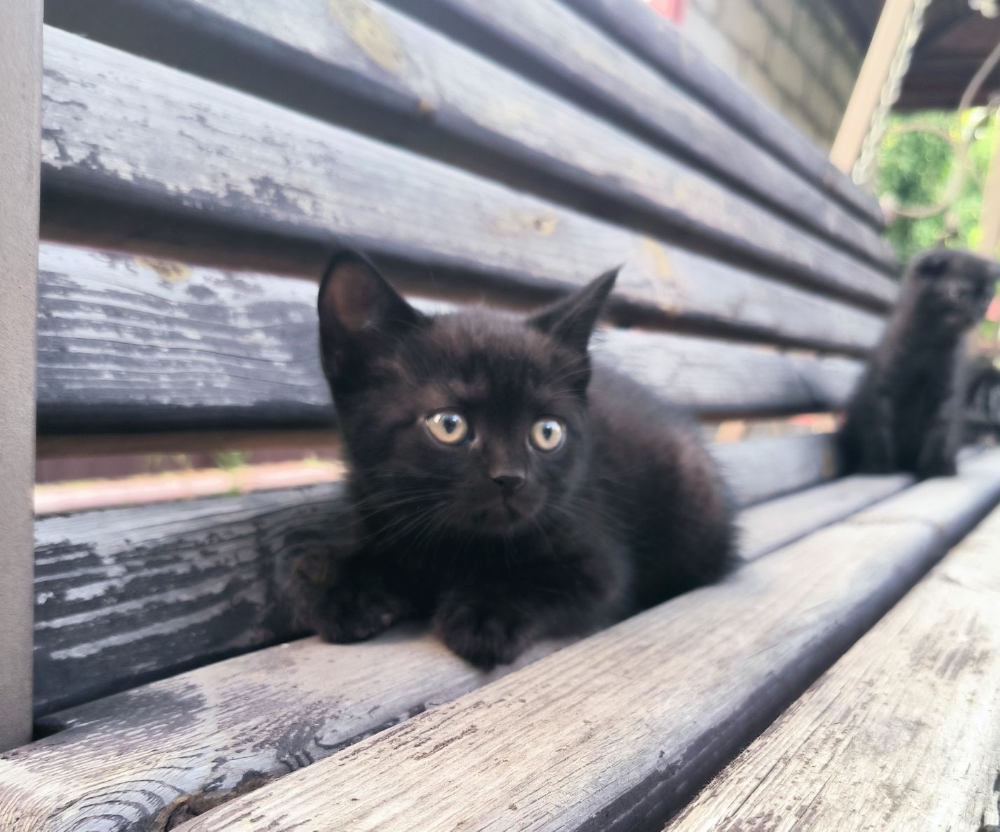 Шотландські кошенята