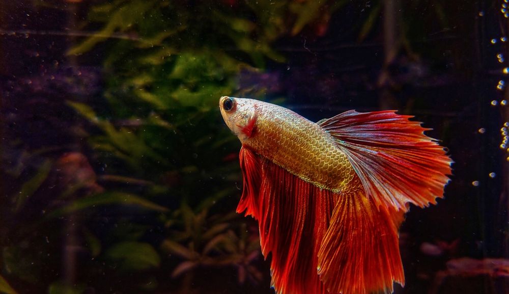 Bojownik-oddam za darmo