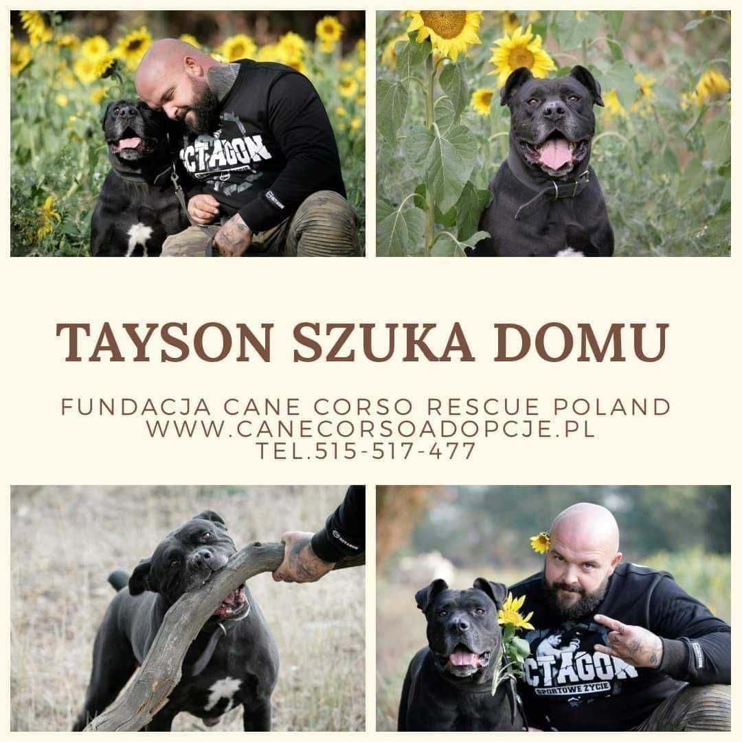 TYSON w typie cane corso do adopcji