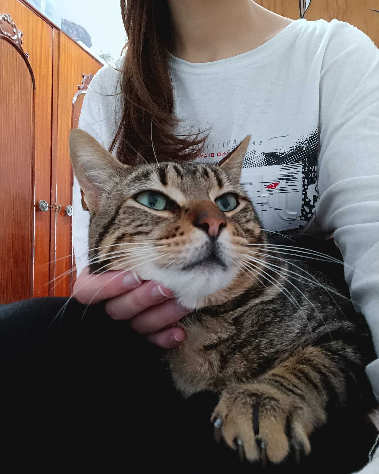 Setúbal / Margem Sul / Lisboa — KODI, gatinho para adoção