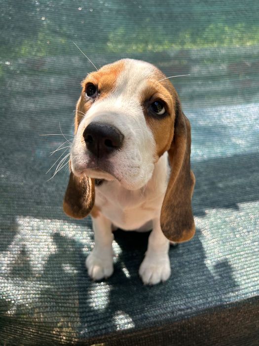 Щенята бігля готові стати частиною вашої сім’ї.