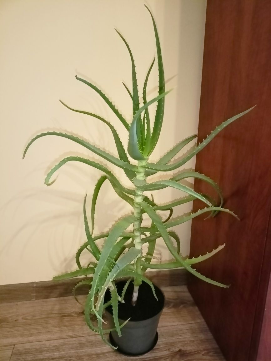 Aloes drzewiasty - wysokość 83 cm, leczniczy kwiat domowy